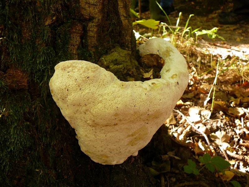 Fomitopsis pinicola